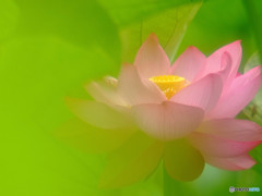 麗しの蓮・華