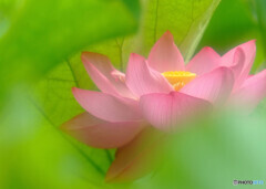 あの日にもどりたい・華