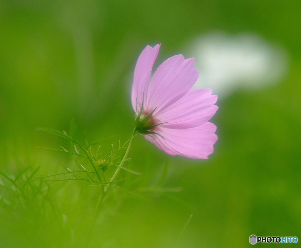 秋の訪問者・華