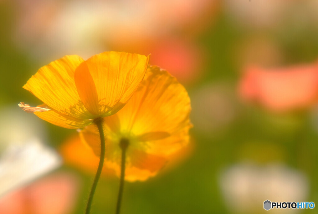 卯月の夢✿想い