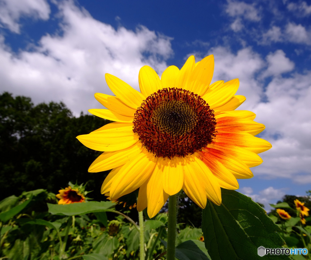 少年時代・2015夏