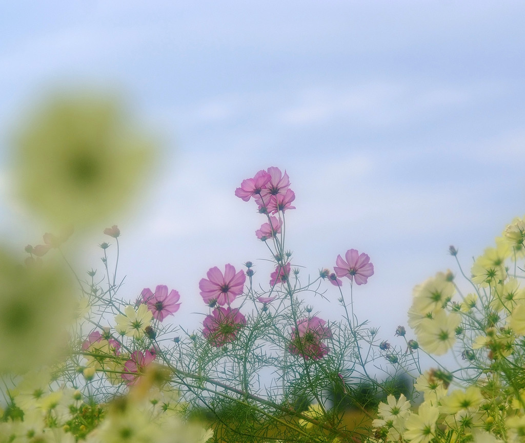 記憶・こすもす