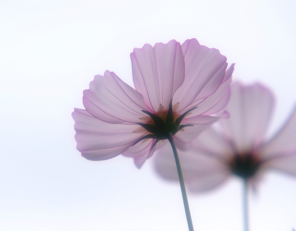 想いで色・こすもす