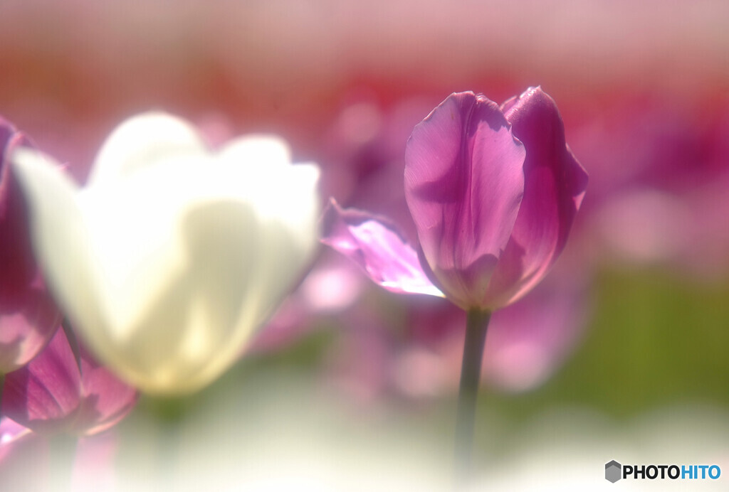 春うらら✾色彩々