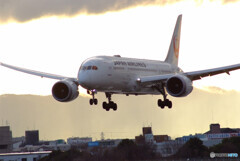Airplane ParadiseⅨ✈JAL Boeing787-8