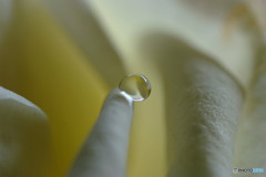 宝物・雫 宝物・雫