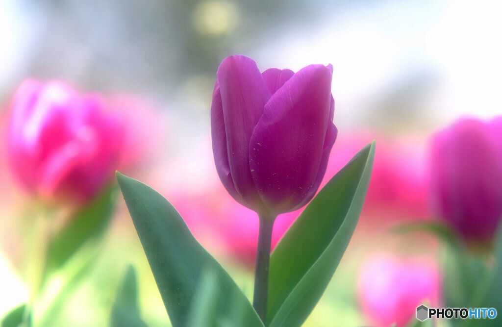 願いが叶うなら・華