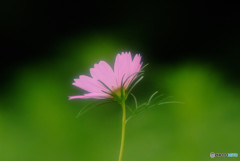 儚くも美しく・華