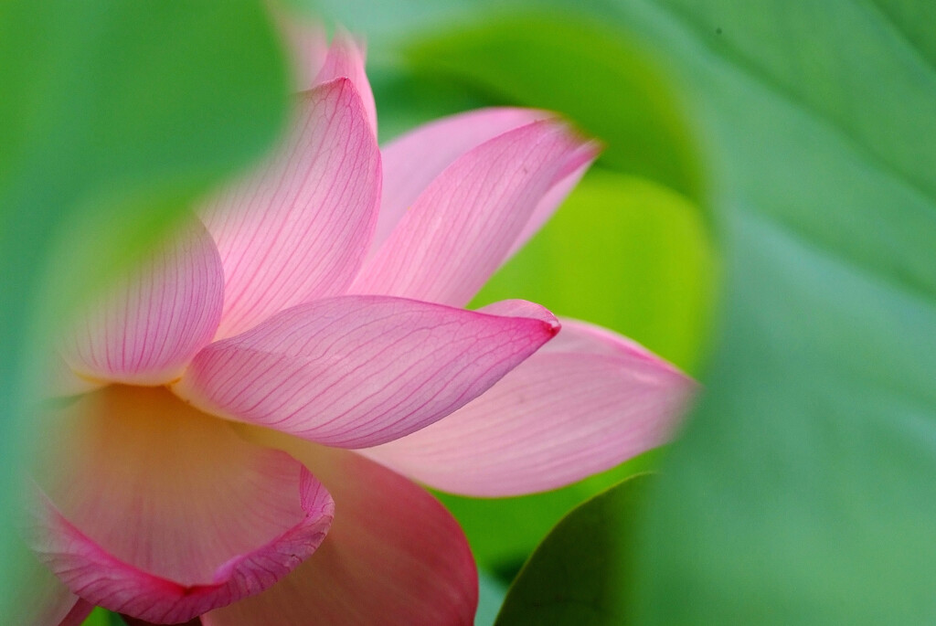 七夕月の彩✿蓮