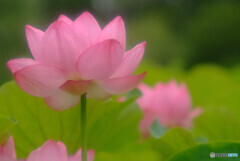 アイノカタチ✾2021蓮