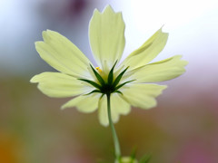 秋彩・こすもす