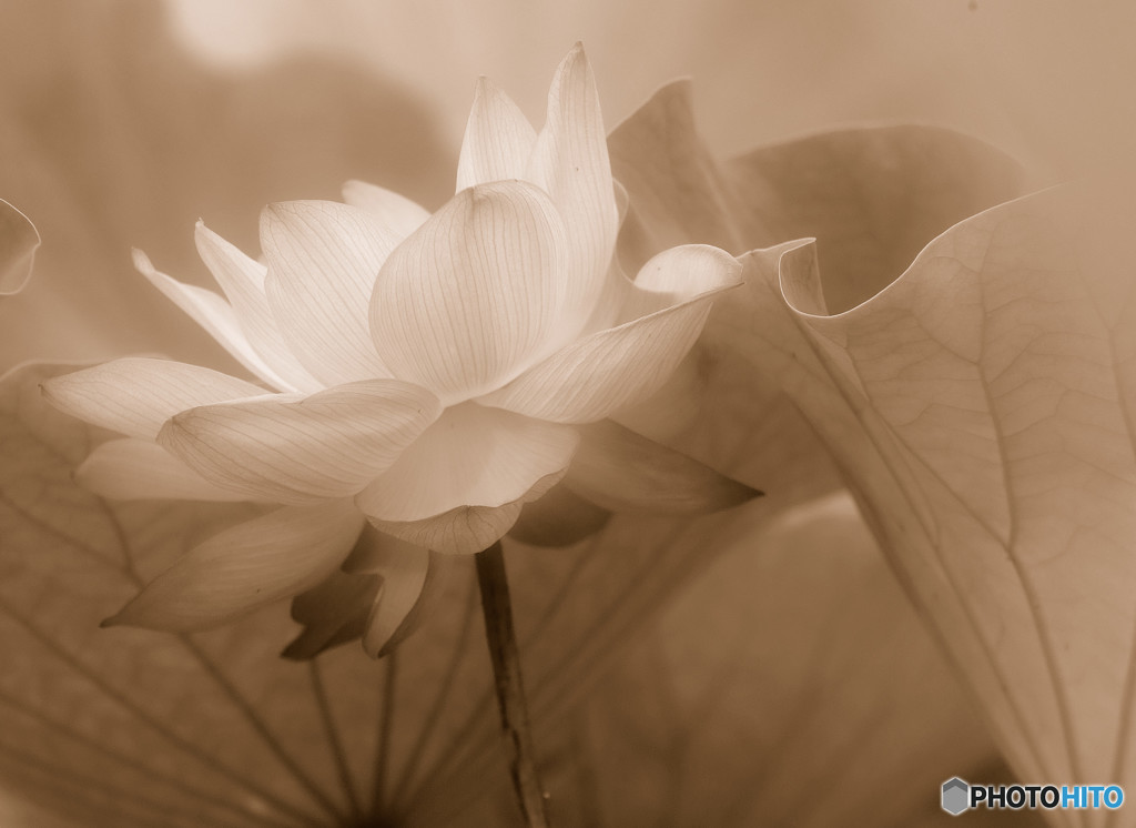 夢のまた夢・彩