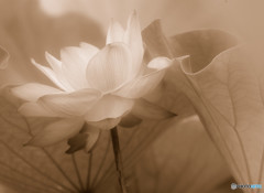 夢のまた夢・彩