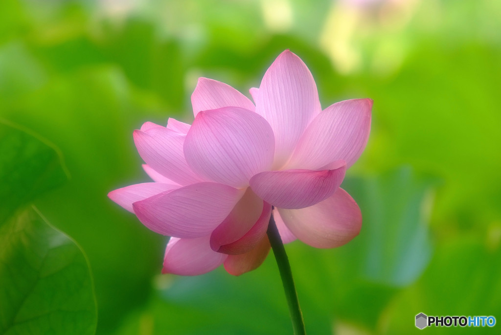 あなたに会えてよかった ・蓮