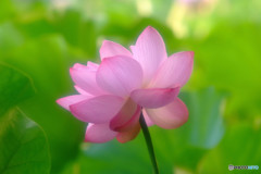 あなたに会えてよかった ・蓮