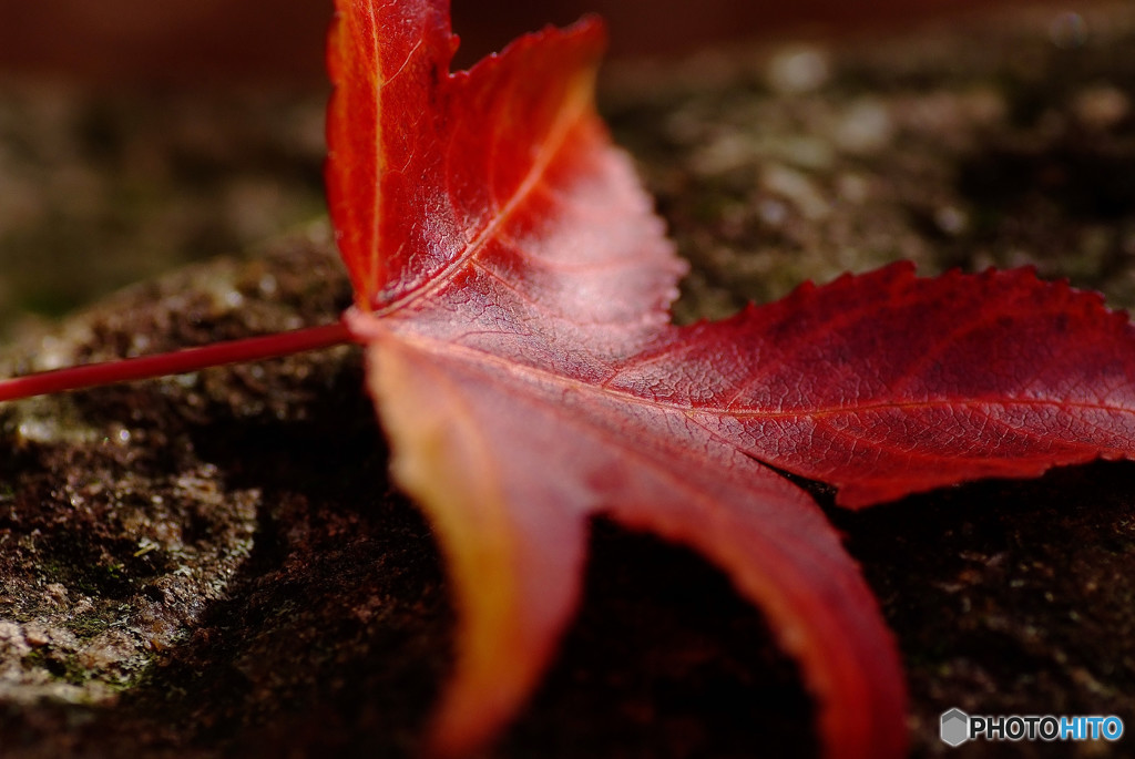 紅葉のかけら・2015