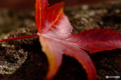 紅葉のかけら・2015