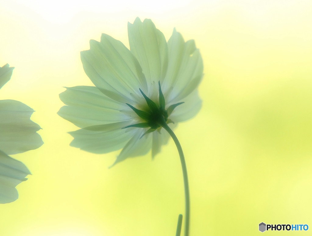 秋を忘れないでね