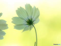 秋を忘れないでね