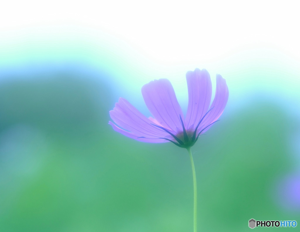 秋風に吹かれて・2015