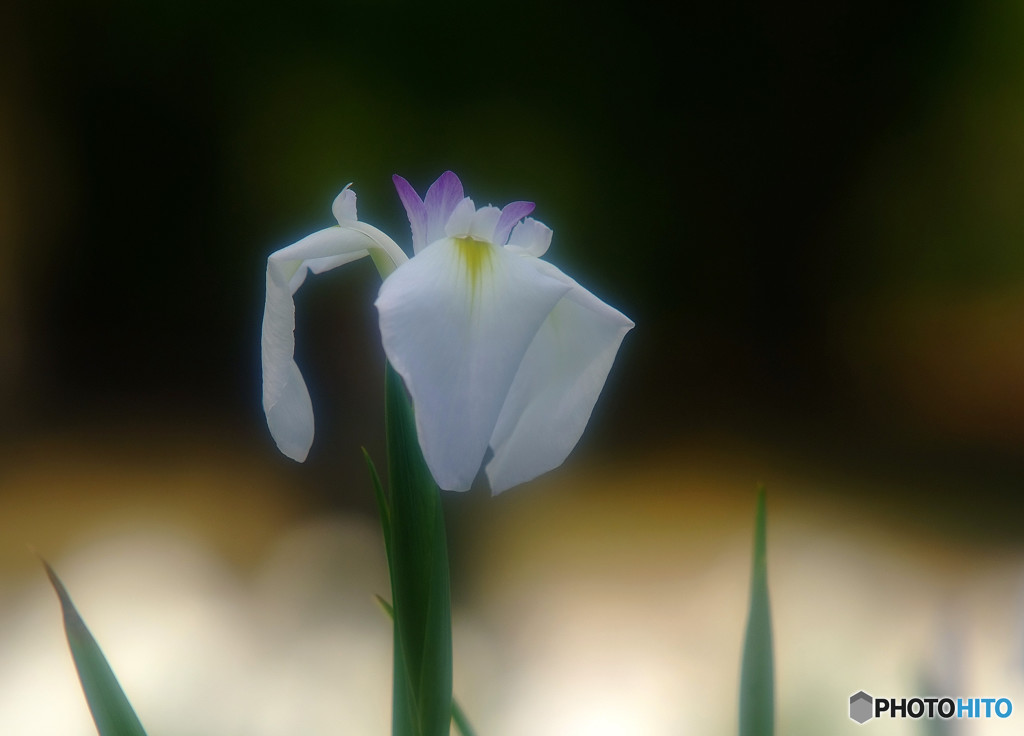 涼暮月・夢日記・Ⅳ