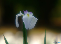 涼暮月・夢日記・Ⅳ