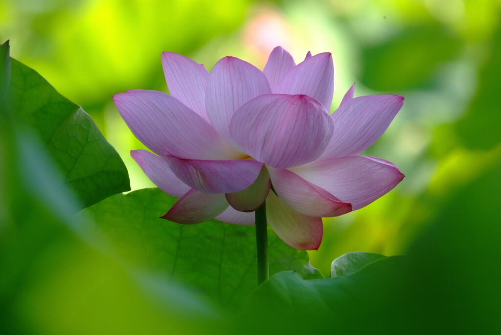 再会の朝✿蓮