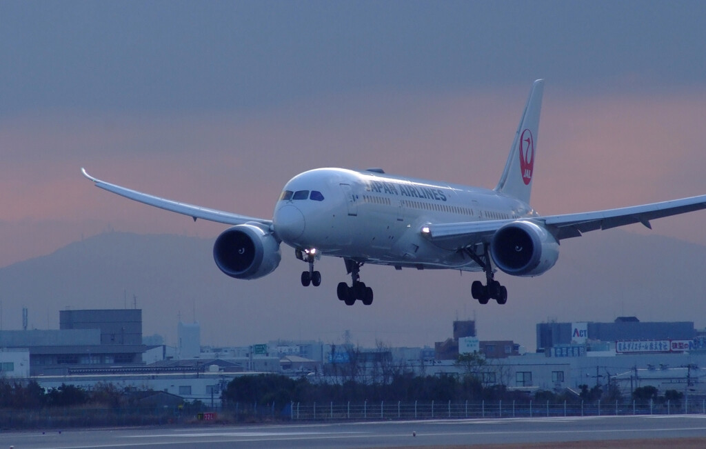 Morning Light 2025✿凛として