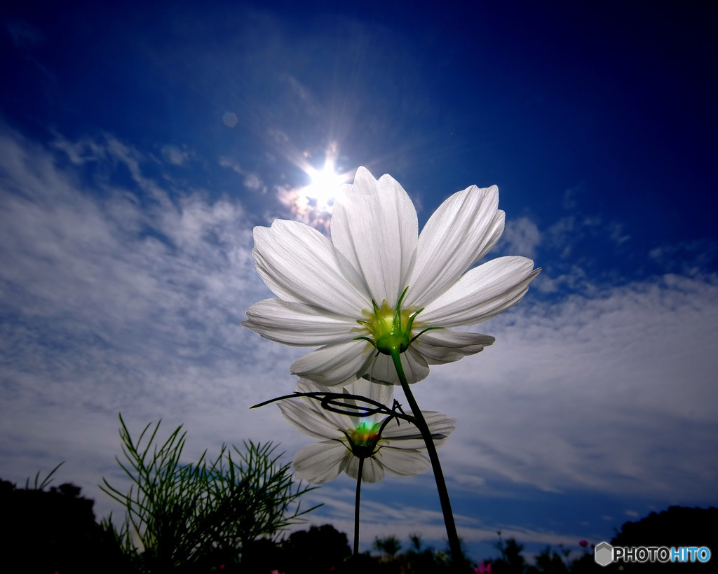 ダイヤモンド・秋桜