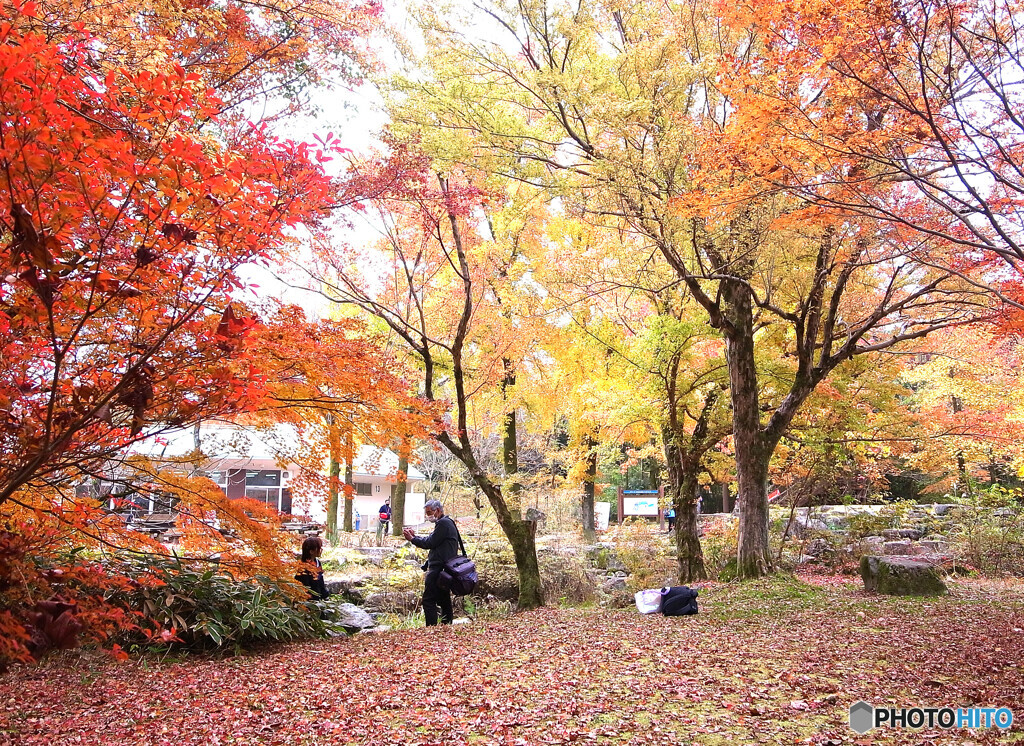 紅葉と少女✿霜月の朝