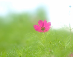 秋霞・こすもす