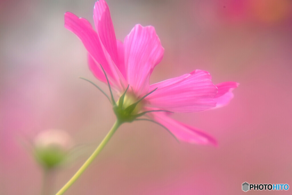 情熱の華✿COSMOS