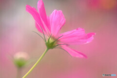 情熱の華✿COSMOS