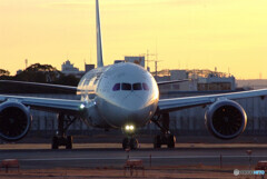 Morning Light✈HARADA