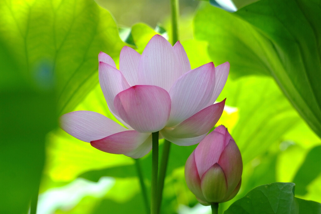 清らかな心✿七夕月の朝