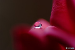 水無月の雫