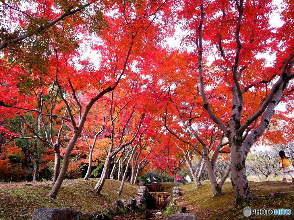 紅葉散歩2023✿晩秋の朝