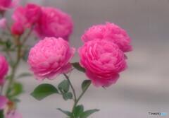October Roses✿秋2021
