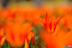 ハートに火をつけろ✿夢