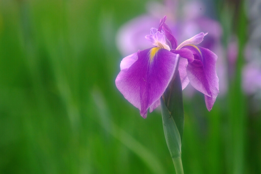Eternal Love✿夢菖蒲