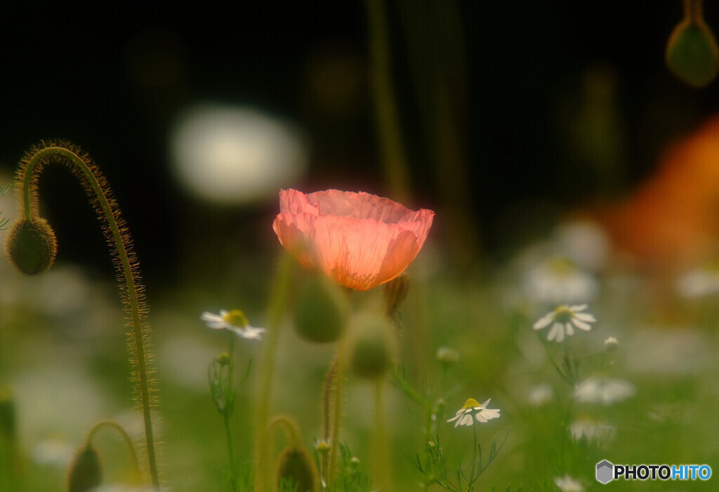 永遠の灯り✾響
