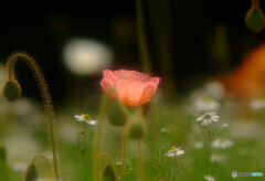 永遠の灯り✾響