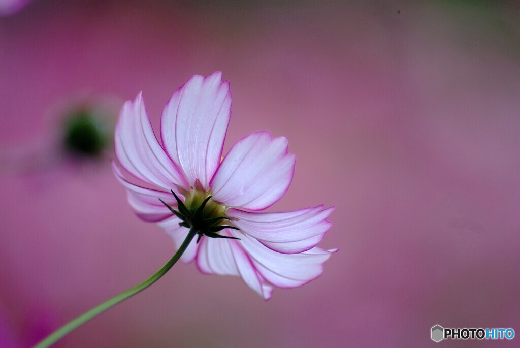 素敵な出会い❁こすもす2023