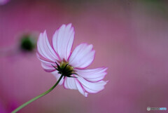 素敵な出会い❁こすもす2023