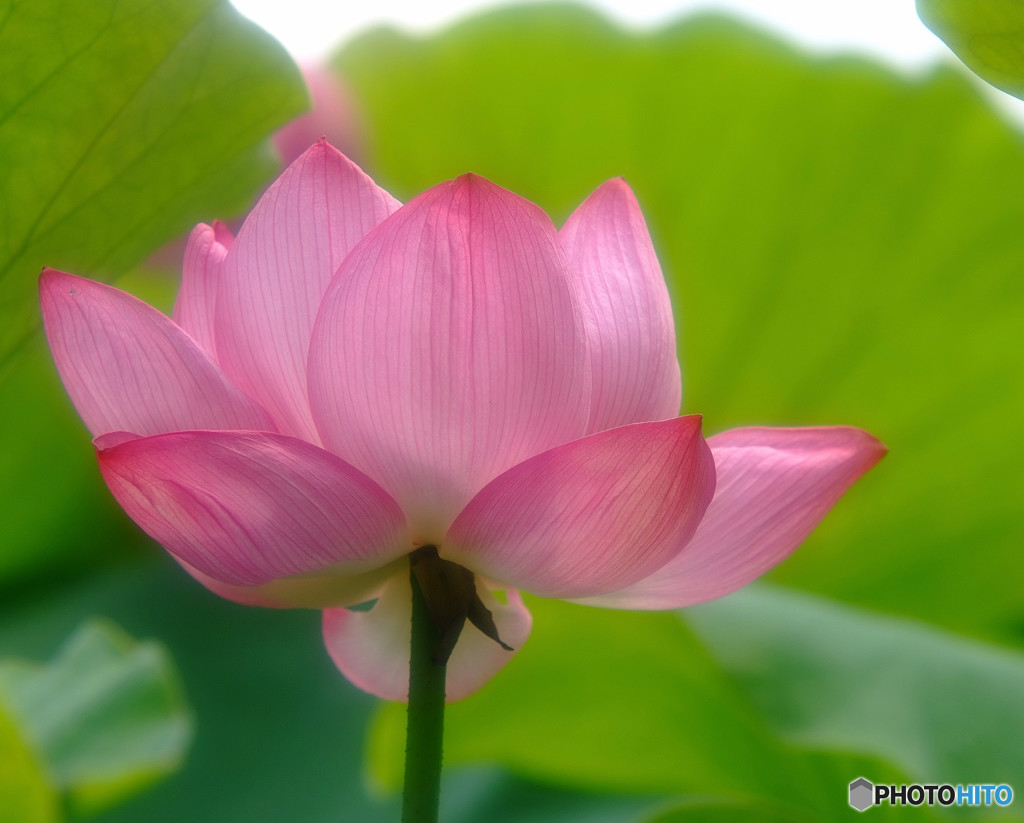 いっしょに踊りませんか・蓮