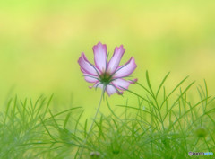 秋灯り・華