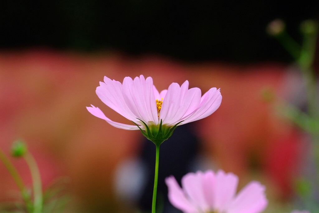 October Morning✿穏やかに