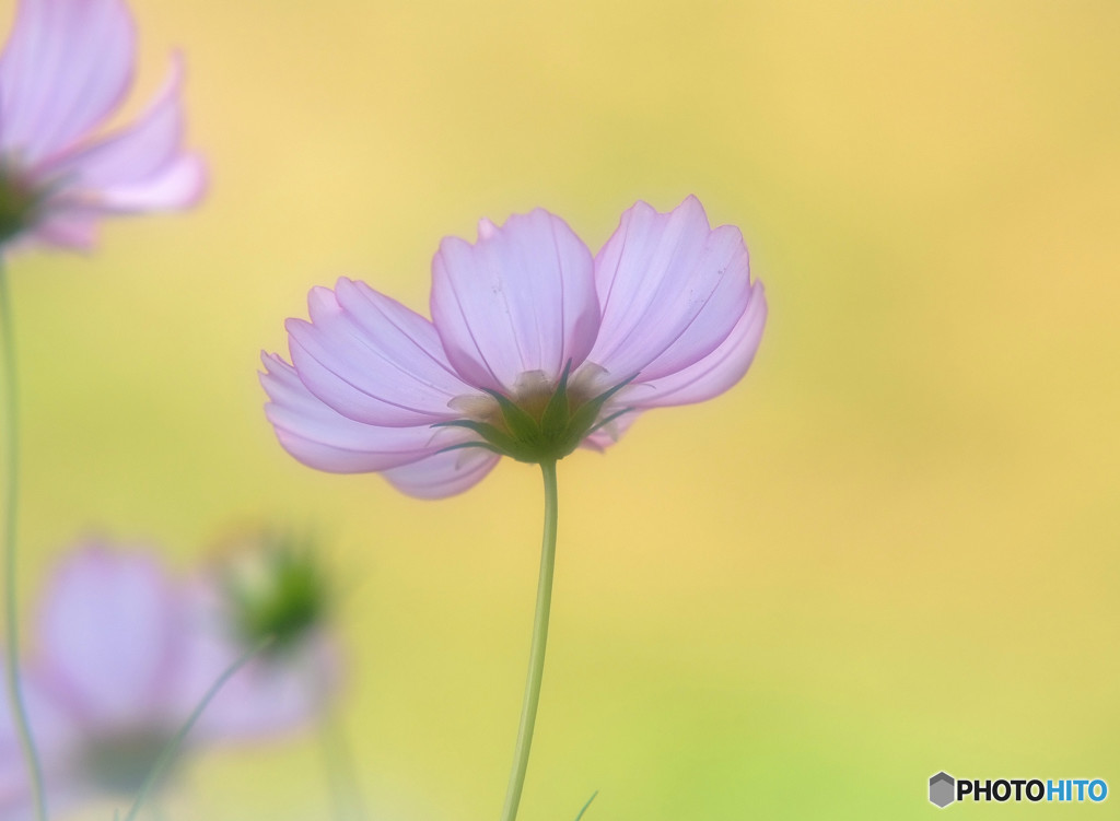 恋に落ちて・2015