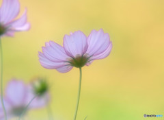 恋に落ちて・2015