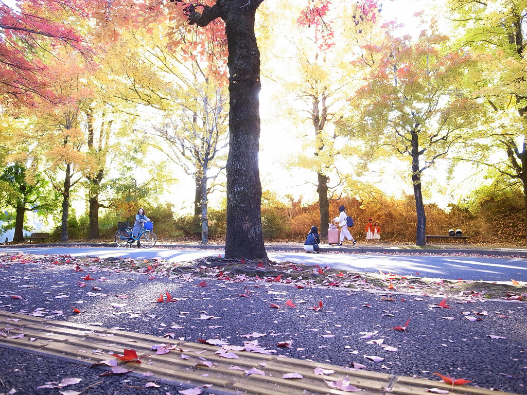 紅葉日和✿三色彩道2025